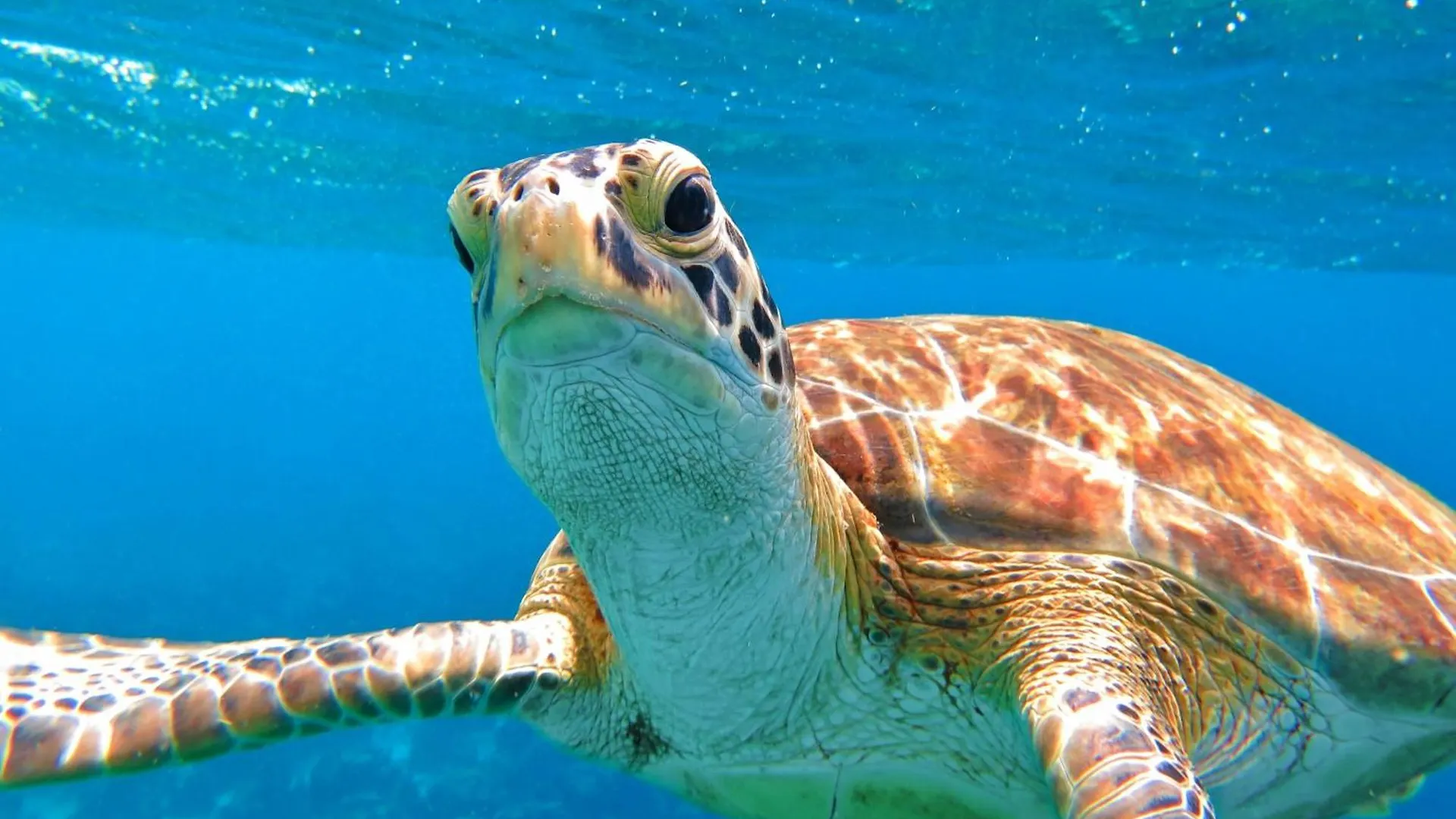 Dom wakacyjny Bonaire 2 Stay Eco, Eco Resort Bonaire Kralendijk na wyspie Bonaire