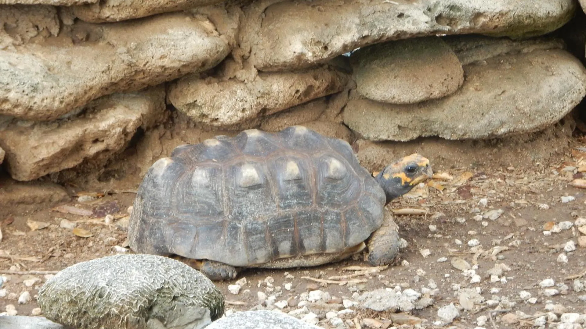 Dom wakacyjny Bonaire 2 Stay Eco, Eco Resort Bonaire Kralendijk na wyspie Bonaire Bonaire, Saint Eustatius i Saba